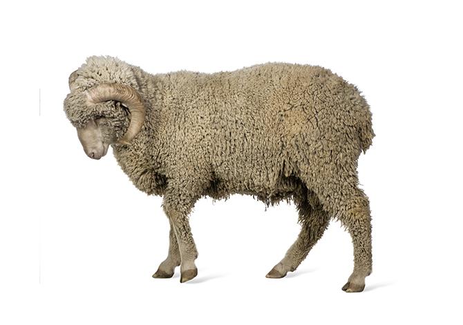 image mouton merinos Gibaud